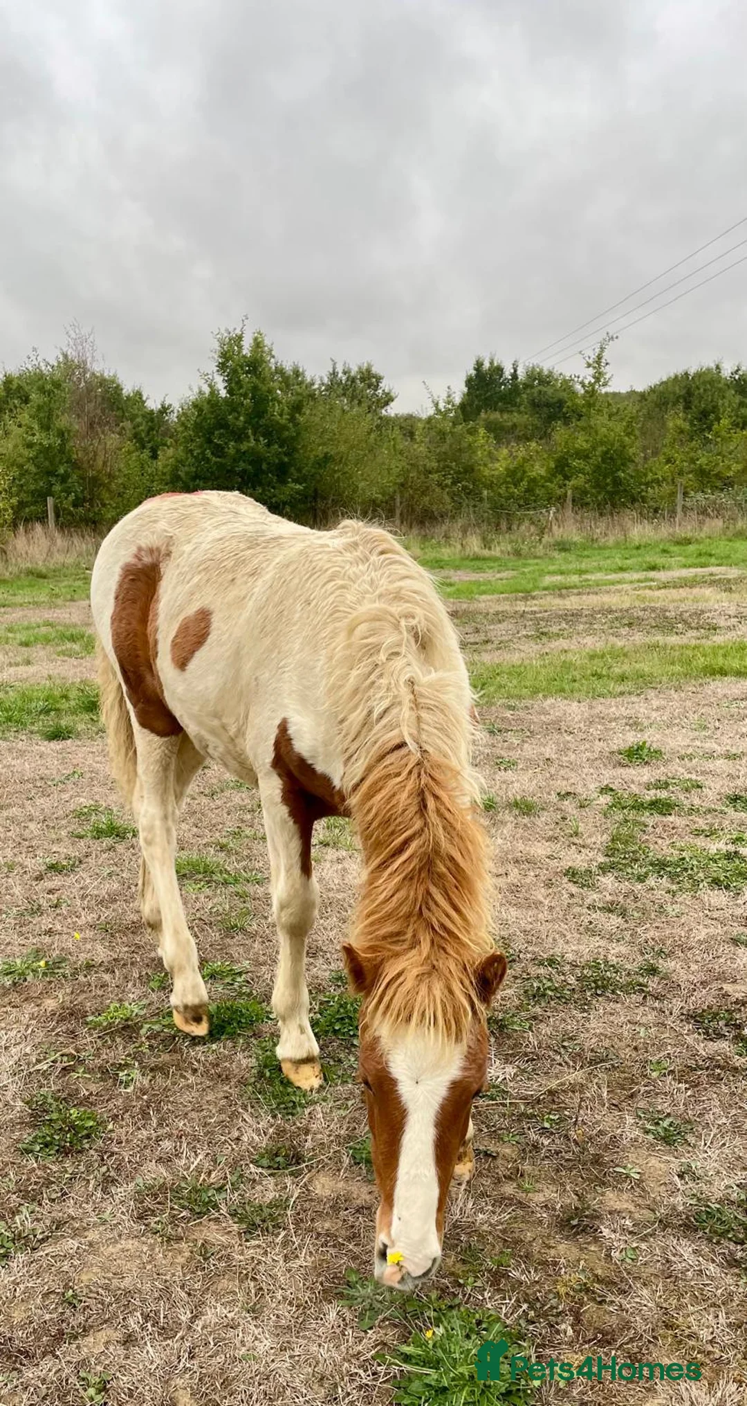 Dartmoor horses for sale: Beautiful & quiet Dartmoor Hill Colt in Colchester - Advert 2
