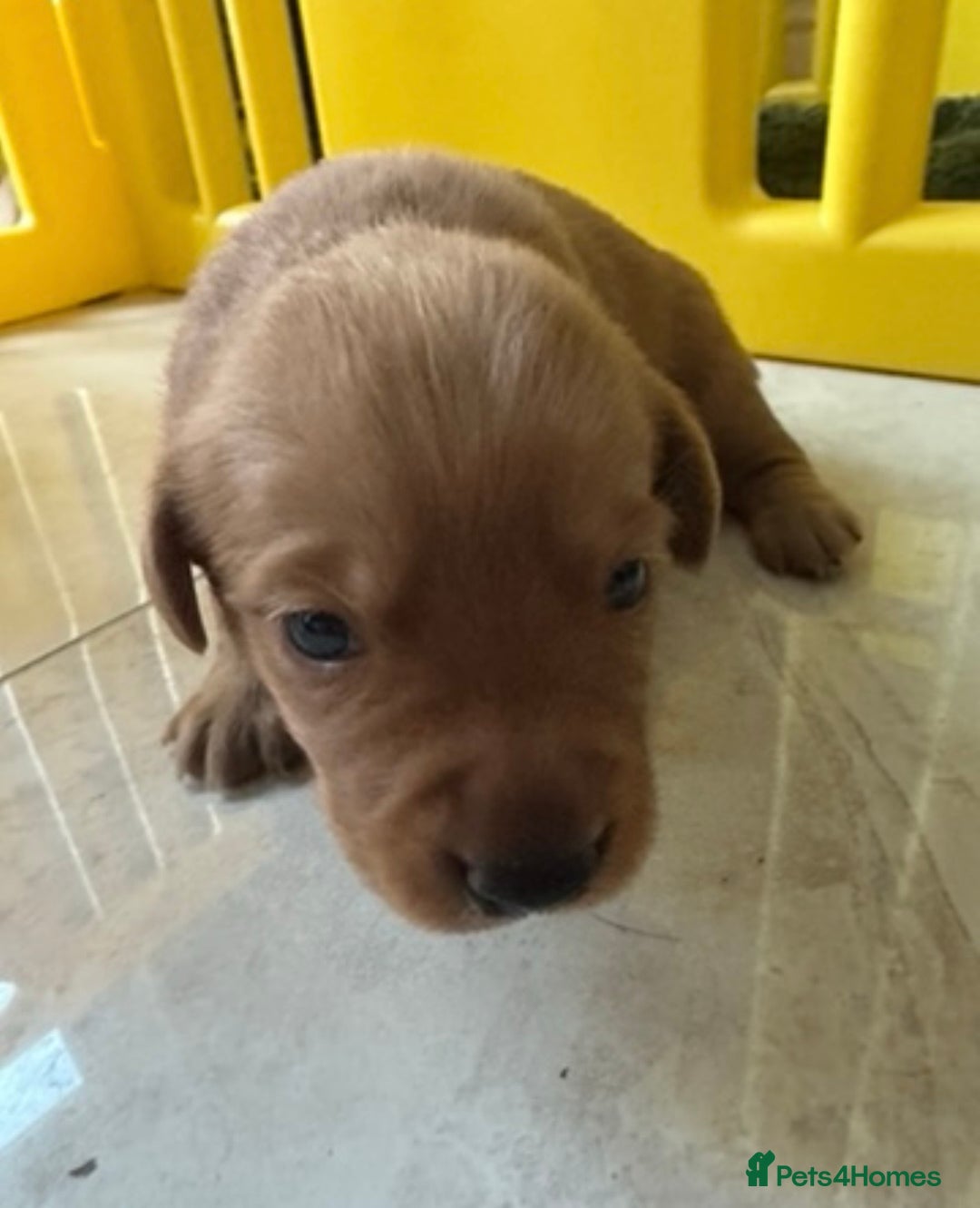 Cockerdor dogs for sale: Lovely Cockerdor puppies for sale  - Advert 31