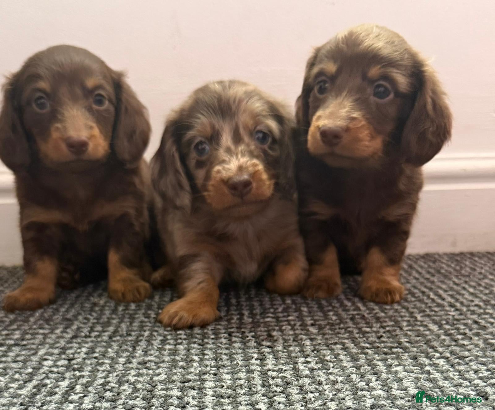 Dachshund dogs Long hair dachshund puppies 🩷 - Advert 6
