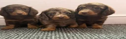 Dachshund dogs for sale: Long hair dachshund puppies 🩷 - Advert 3