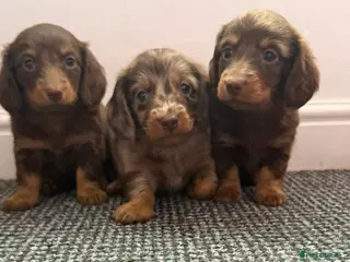 Dachshund dogs Long hair dachshund puppies 🩷 - Advert 6