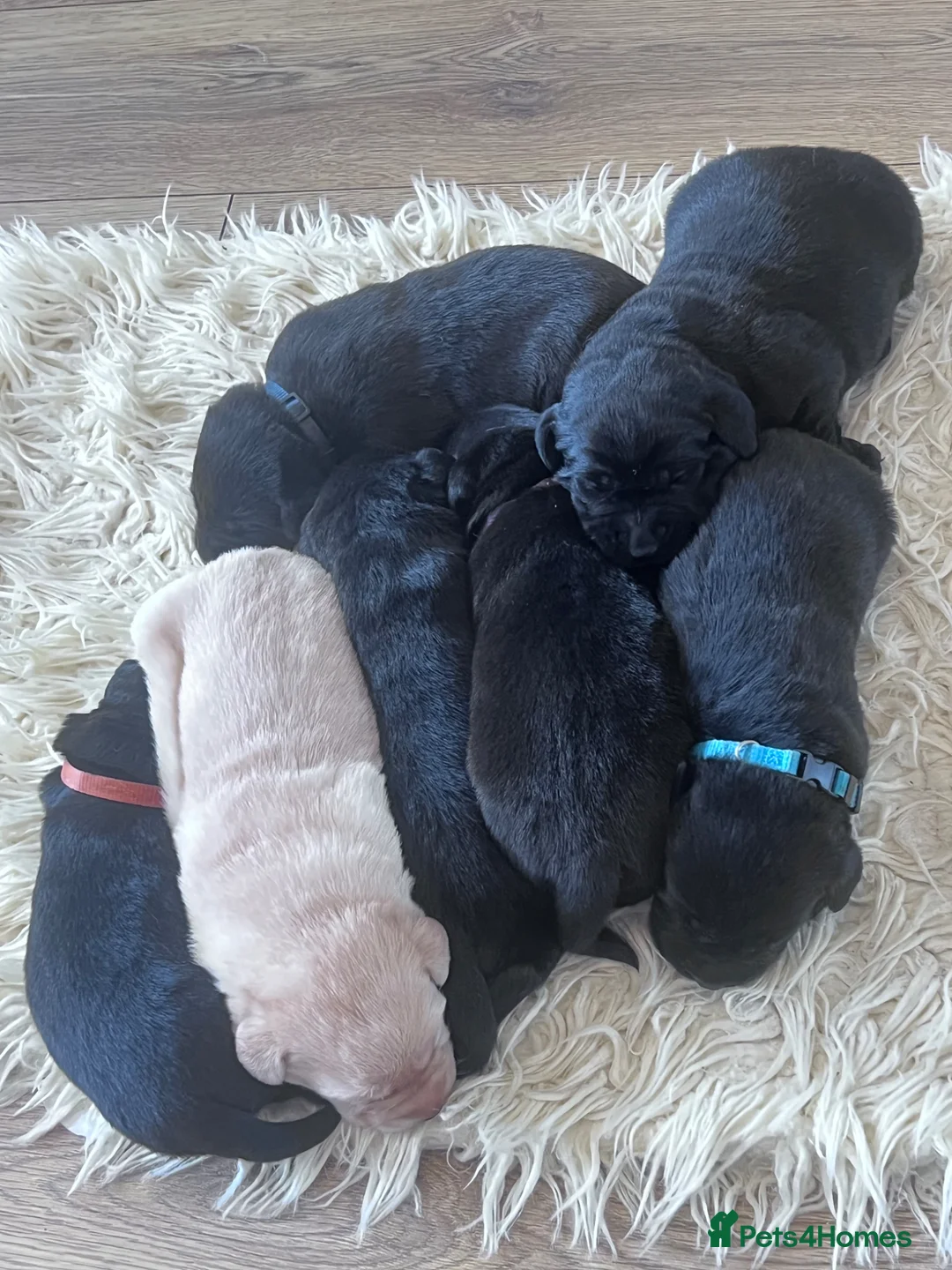 Labrador Retriever dogs for sale: Beautiful Lab puppies looking their forever homes! - Advert 2