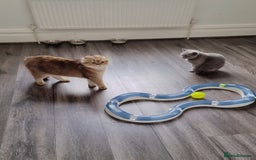 Scottish Fold cats for sale: Scottish fold 1 female left  - Image 5