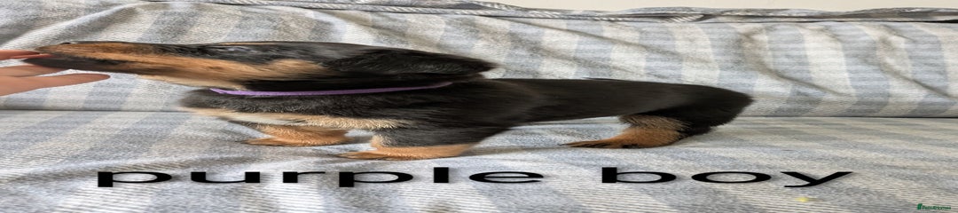 Mixed Breed Puppy 5