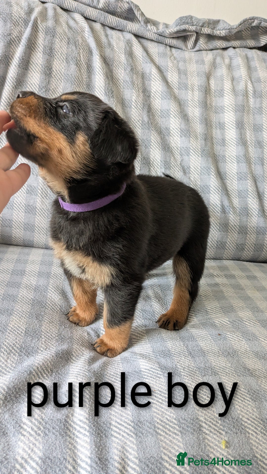 Mixed Breed dogs for sale: 7 stunning rottweiler puppies - Image 5
