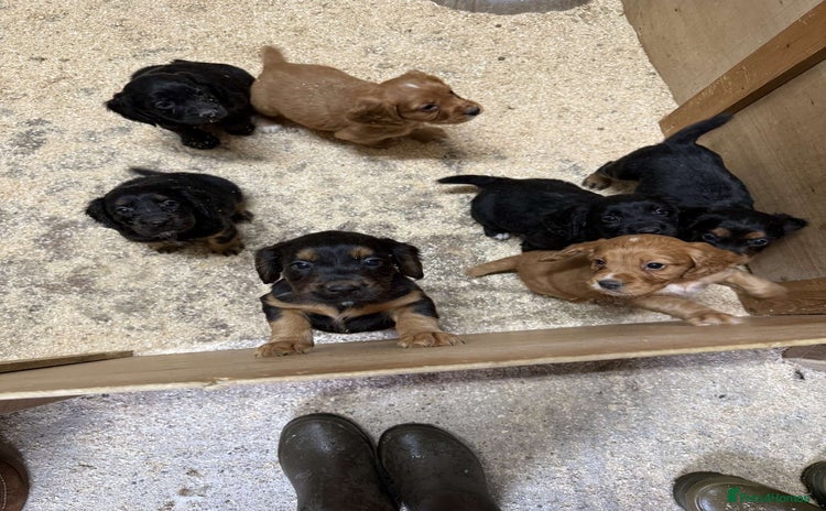 Cocker Spaniel dogs - Advert 14