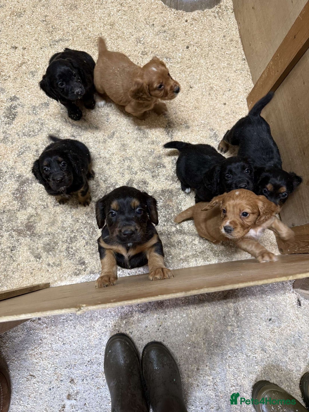 Cocker Spaniel dogs for sale: Kc reg working cocker spaniel pups - Image 5