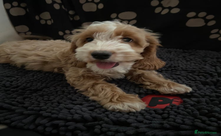 Cockapoo dogs - Advert 2