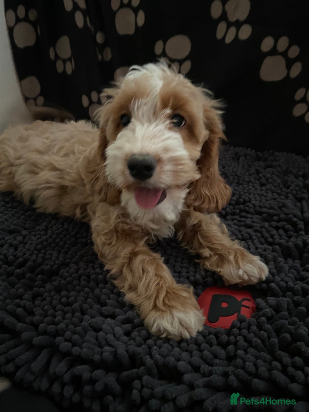 Cockapoo dogs for sale: F1 Apricot cockapoo’s boys and girls  - Image 2