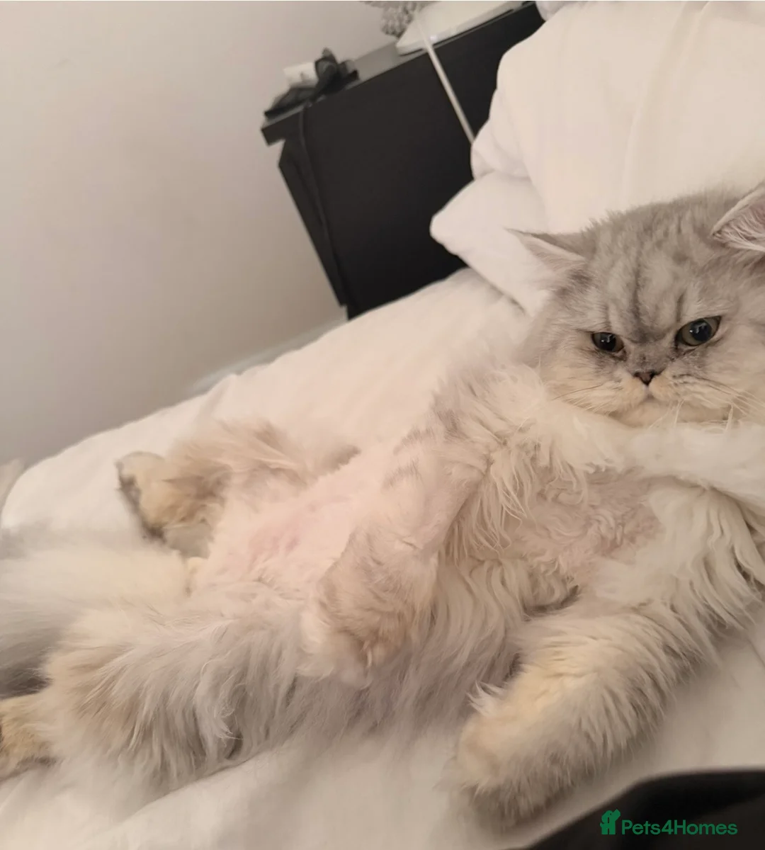 Persian cats for sale: Beautiful Persian cat-8 months old.Male in London - Advert 6