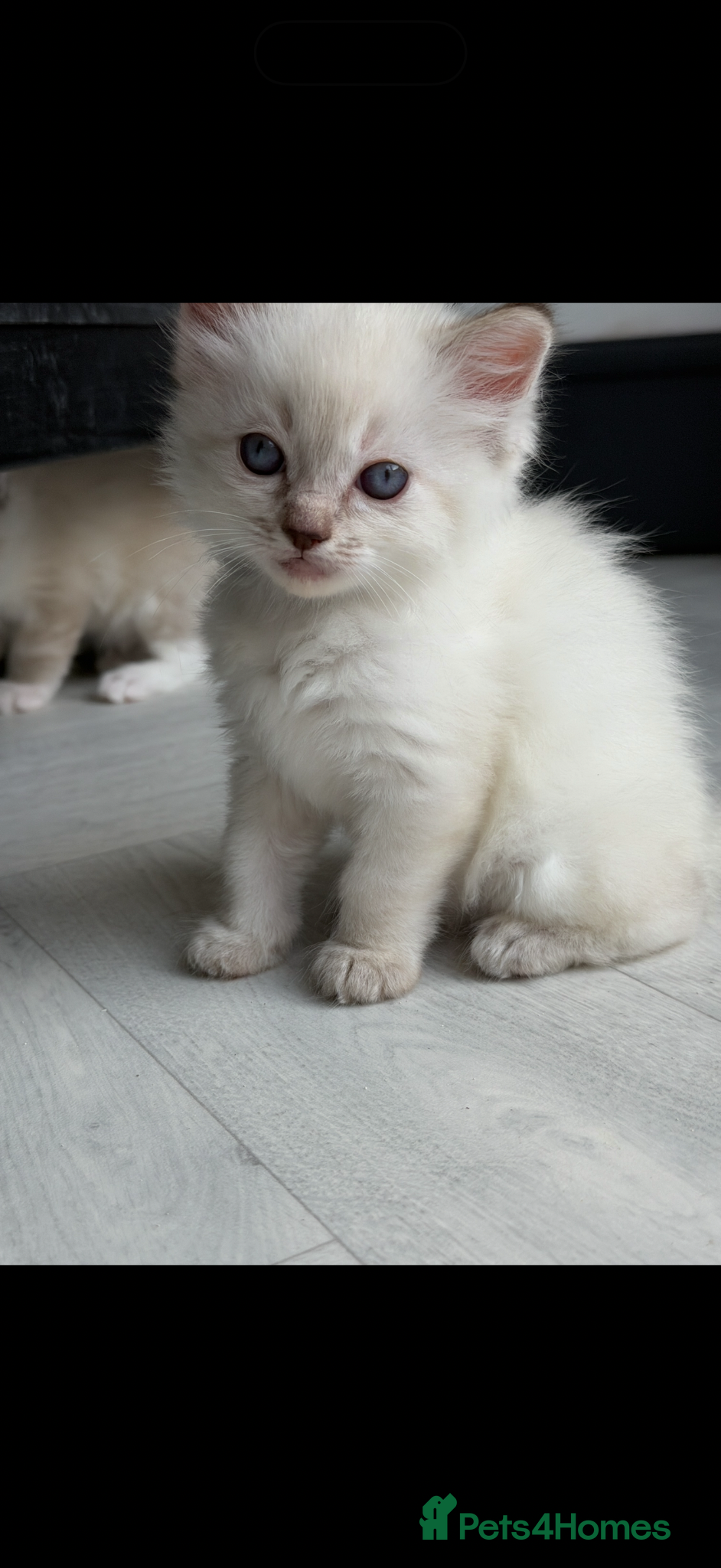 Ragdoll cats LAST GIRL - Pedigree Ragdoll Kittens - Advert 3