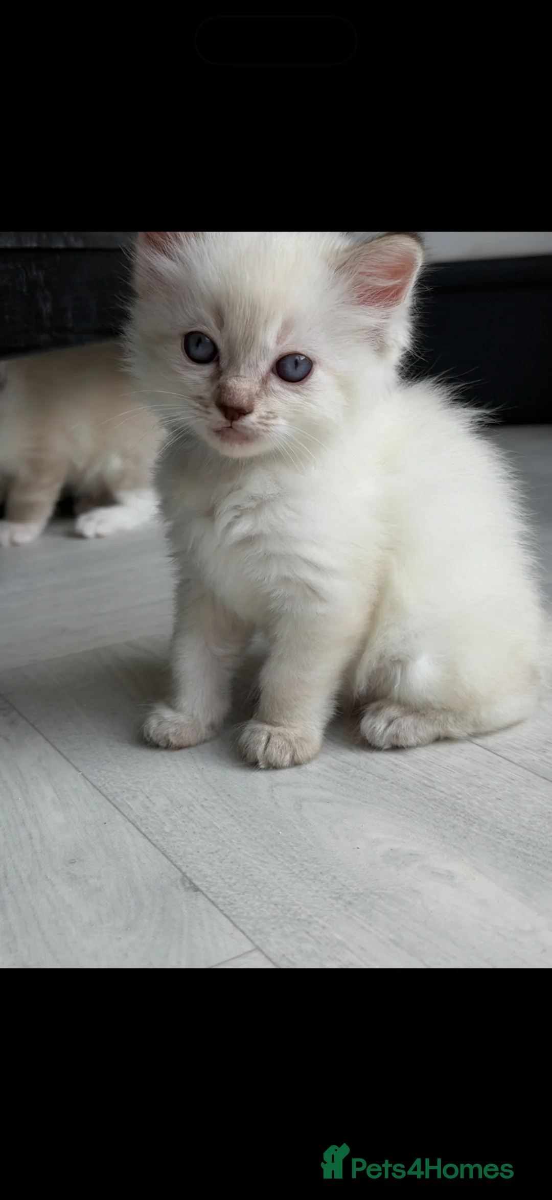 Ragdoll cats for sale: SOLD - Pedigree Ragdoll Kittens - Advert 1