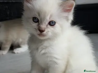 Ragdoll cats LAST GIRL - Pedigree Ragdoll Kittens - Advert 3