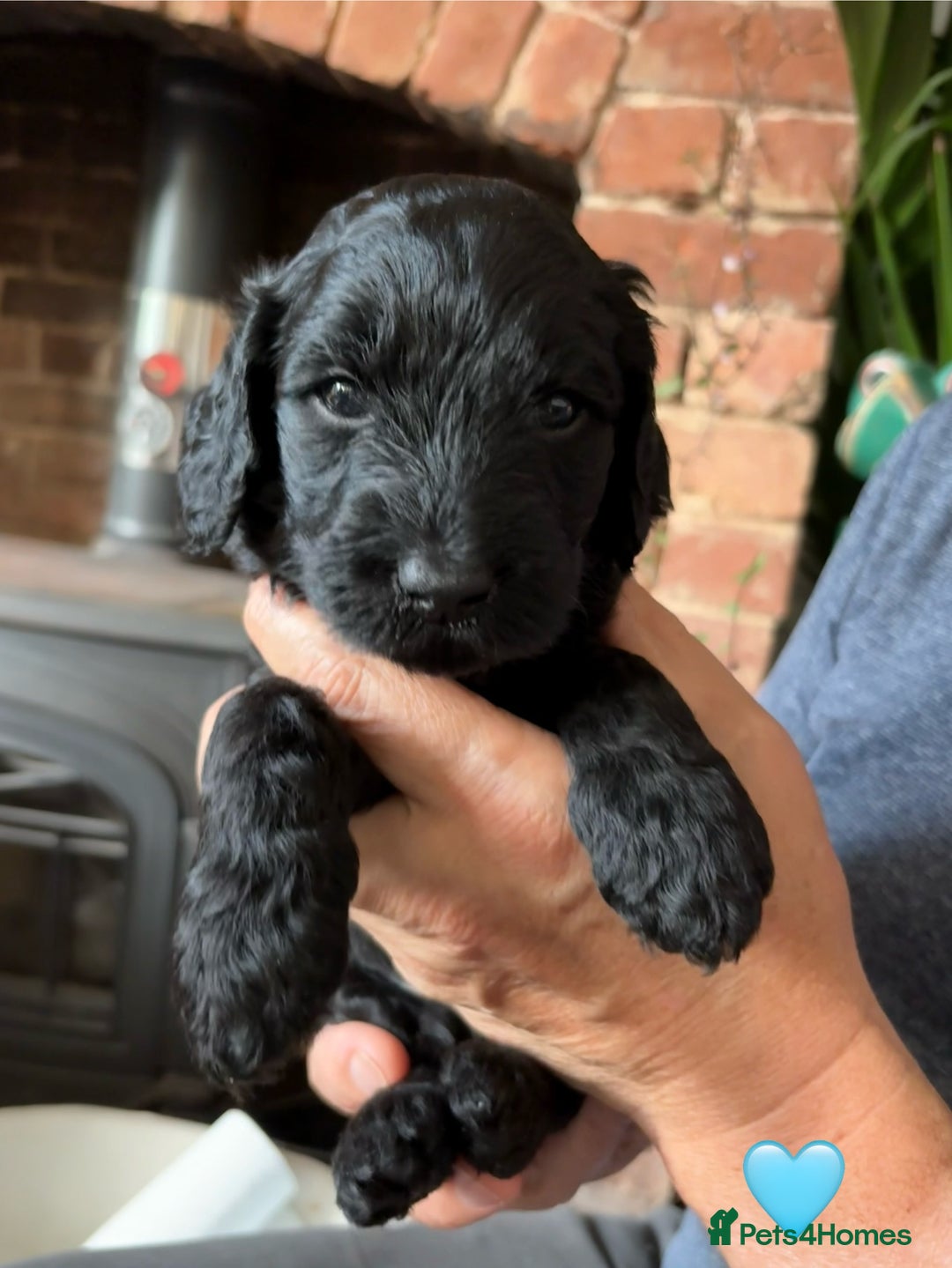 Labradoodle dogs for sale: Labradoodle Puppies 10 weeks 14 Nov 25 - Image 10