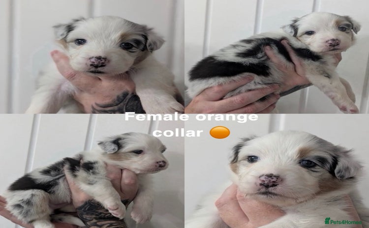 Australian Shepherd dogs - Advert 2