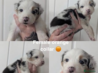 Australian Shepherd dogs - Advert 2