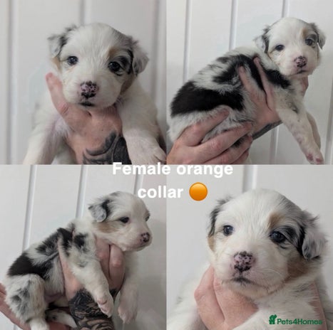 Australian Shepherd dogs - Advert 2