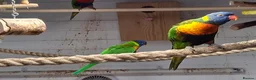 Lorikeets birds for sale: Rainbow Lorikeets for sale in Mansfield - Advert 6
