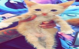 British Shorthair cats for sale: Kittens forsale  - Image 6