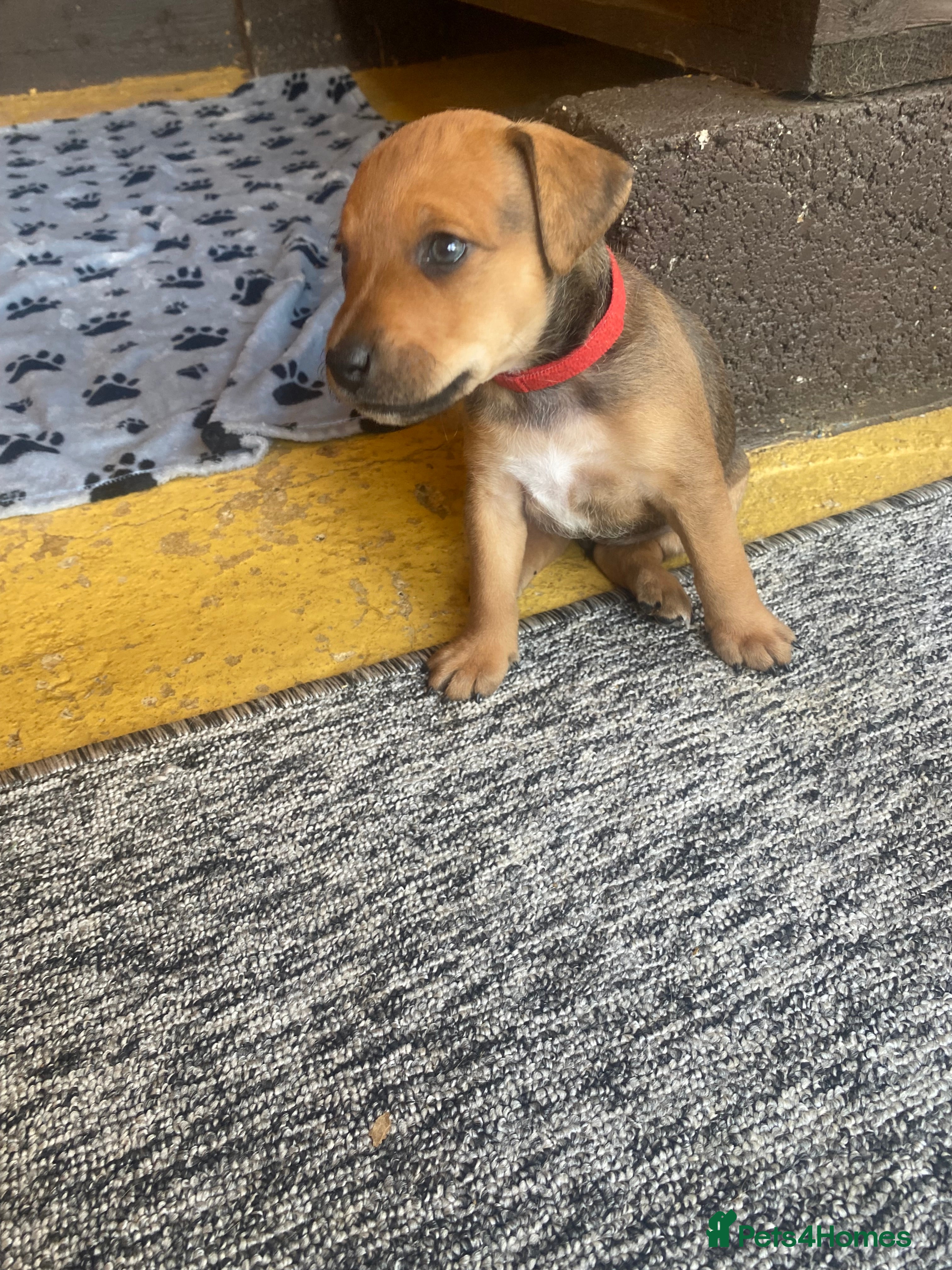 Mixed Breed dogs Patterdale x Plummer terrier pups - Advert 2