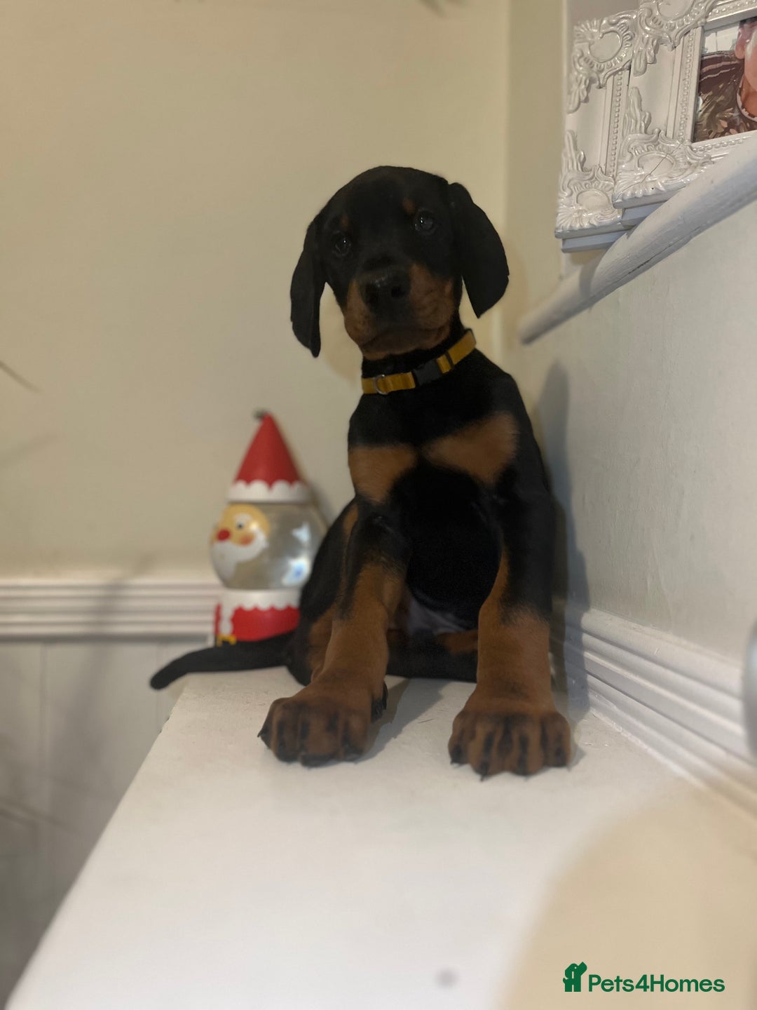 Dobermann dogs for sale: 🏆Supreme Dobermanns - Where Excellence Begins 🏆 - Advert 18