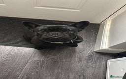 French Bulldog dogs for sale: French bulldog female  - Image 7