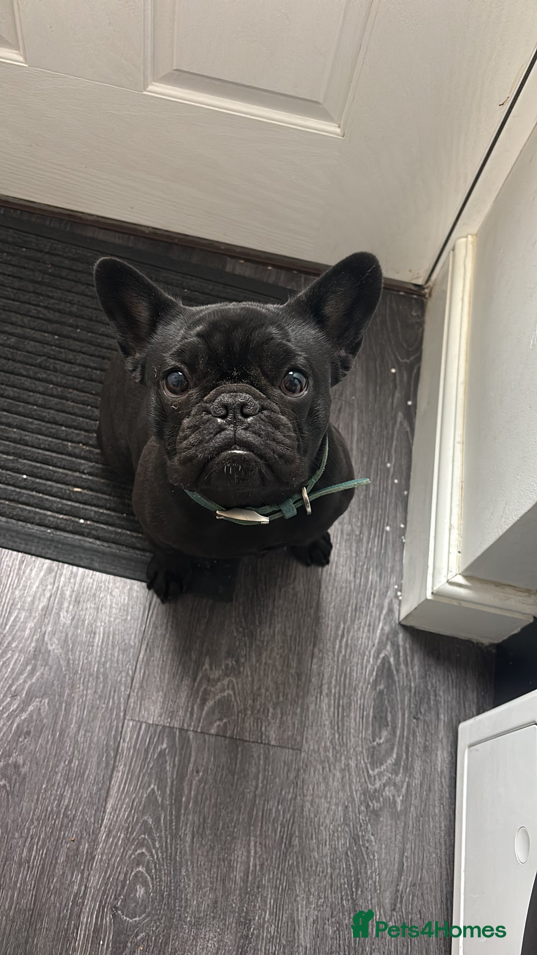French Bulldog dogs for sale: French bulldog female  - Image 7