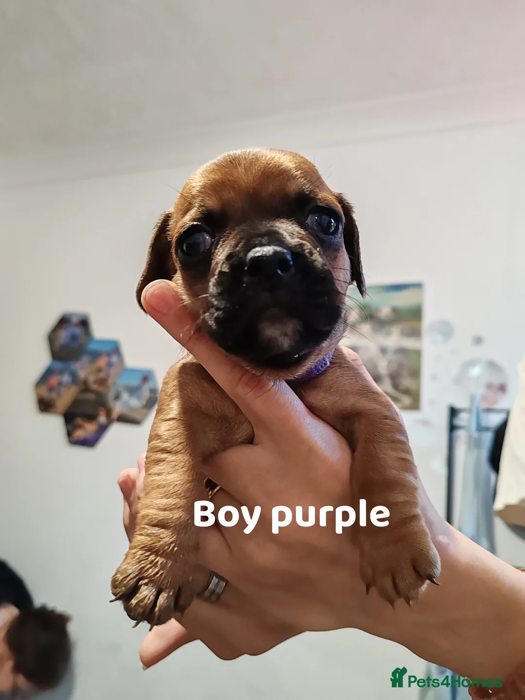 Mixed Breed dogs for sale: Puppy's for sale  - Advert 2
