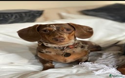 Miniature Dachshund dogs for stud: Looking for a Chocolate Male Stud (No Merle Gene) - Advert 3