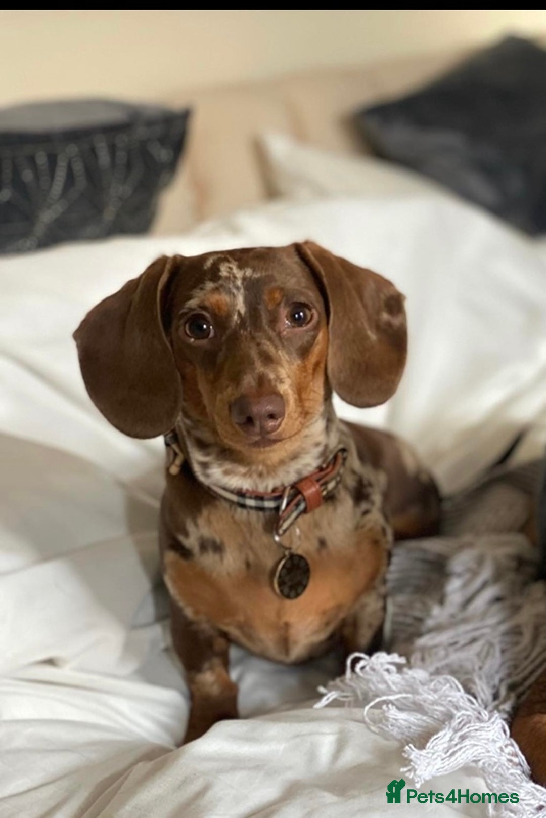 Miniature Dachshund dogs for stud: Looking for a Chocolate Male Stud (No Merle Gene) - Advert 3