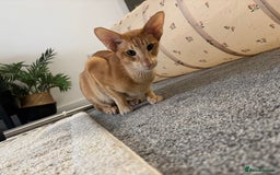 Oriental cats for sale: Male neutered oriental cat  - Image 5