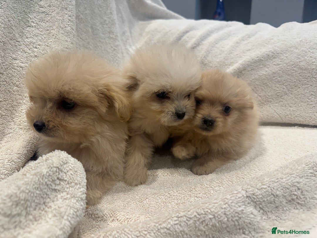 Cockapoo dogs for sale: Cockapoo puppies  - Image 2