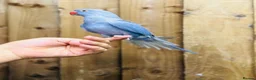 Ringnecks birds for sale: Indian ringneck  - Advert 5