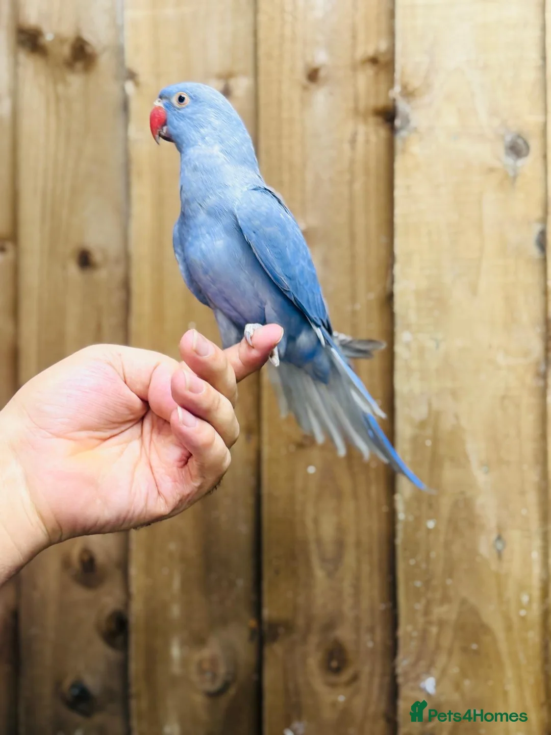 Ringnecks birds for sale: Indian ringneck  - Advert 5