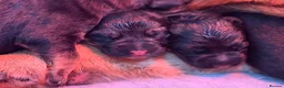 German Shepherd dogs for sale: German Shepherd puppies !! - Advert 7