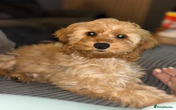 Sproodle dogs for sale: COCKAPOO - Advert 1