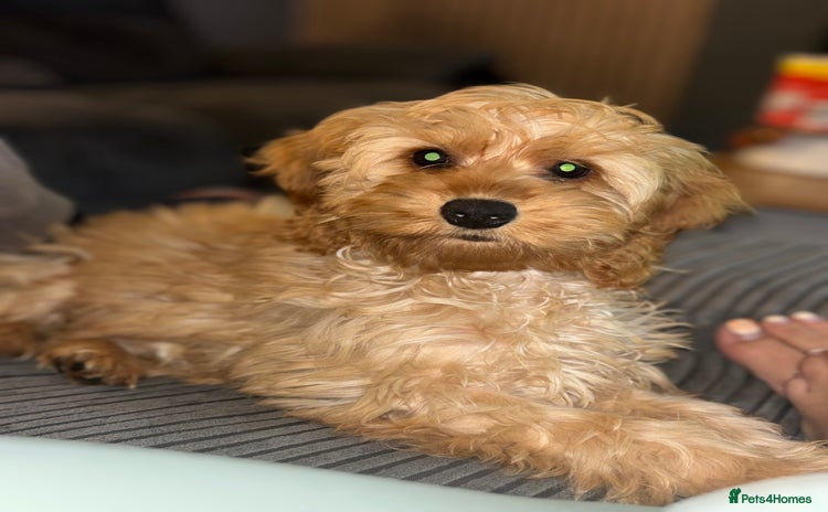 Sproodle dogs COCKAPOO - Advert 1