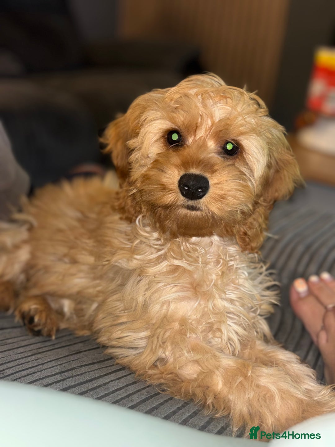 Sproodle dogs for sale: COCKAPOO - Advert 1