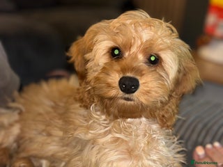 Sproodle dogs COCKAPOO - Advert 1