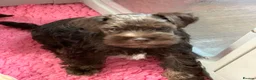 Miniature Schnauzer dogs for sale: 5*Licensed RKC Chocolate Schnauzers H/T  - Advert 7