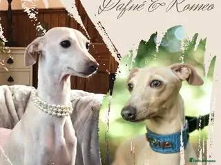 Italian Greyhound dogs Italian greyhound puppies KC reg European Lineage - Advert 24