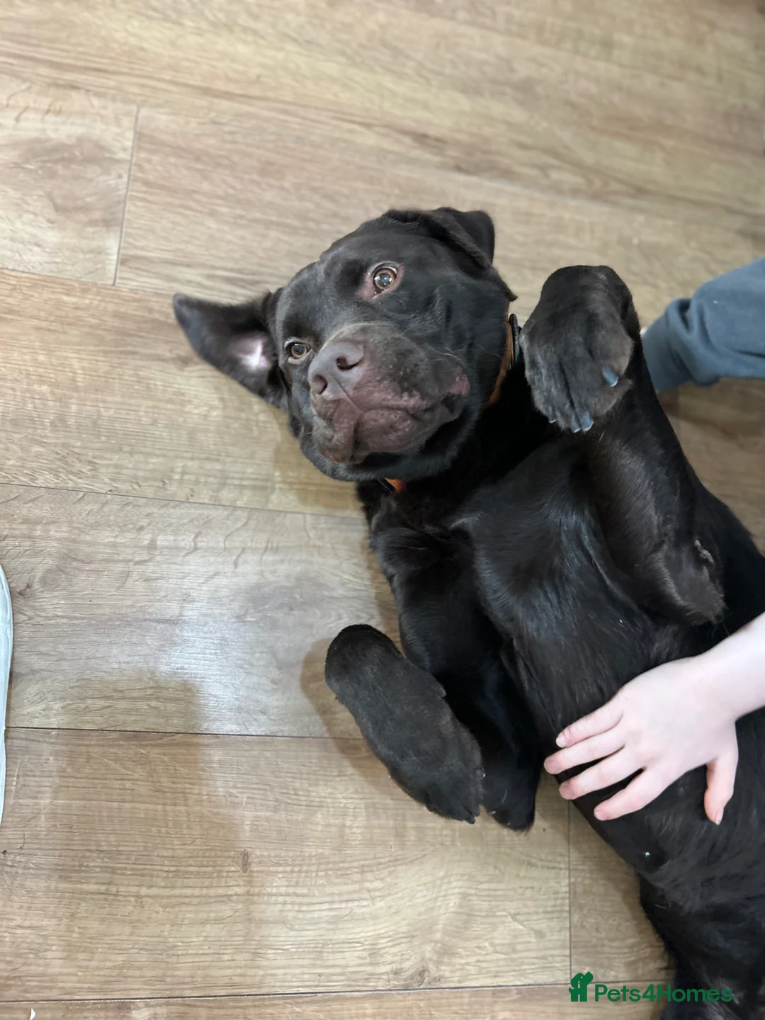 Labrador Retriever dogs for stud: Male chocolate lab for STUD in Barrow-in-Furness - Advert 5
