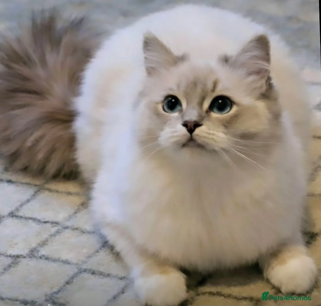 Ragdoll cats for sale: Tica active blue tabby ragdoll - Advert 8