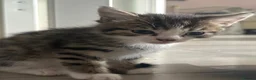 Siberian cats for sale: Beautiful Siberian x kittens  - Advert 3