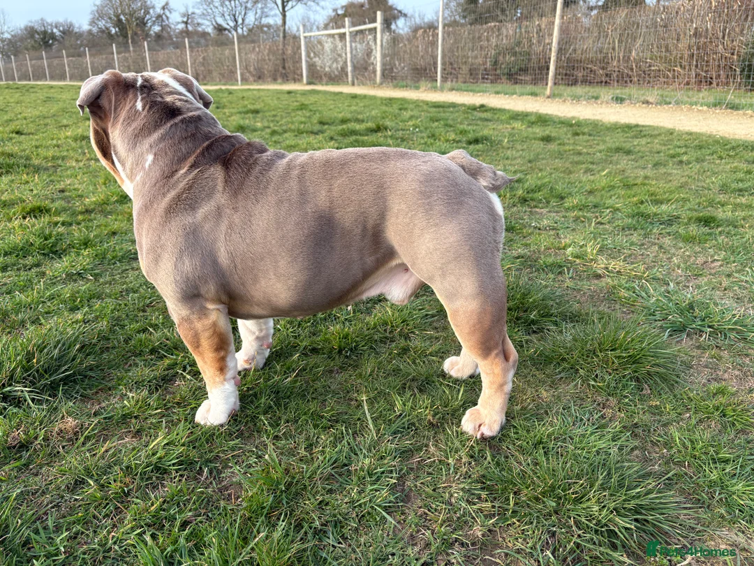 English Bulldog dogs for stud: English Bulldog Stud (Jackobullz Vinnie) in Andover - Advert 4