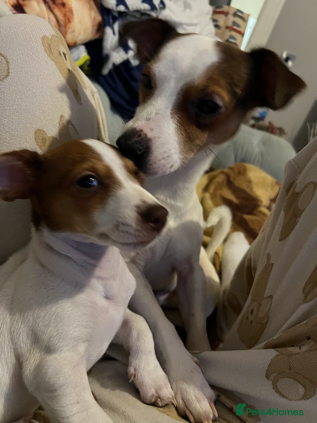 Jack Russell dogs for sale: Stunning Miniature Jack Russell Puppies!!! - Advert 8