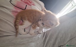 Mixed Breed cats for sale: Kittens ready for forever home - Image 9