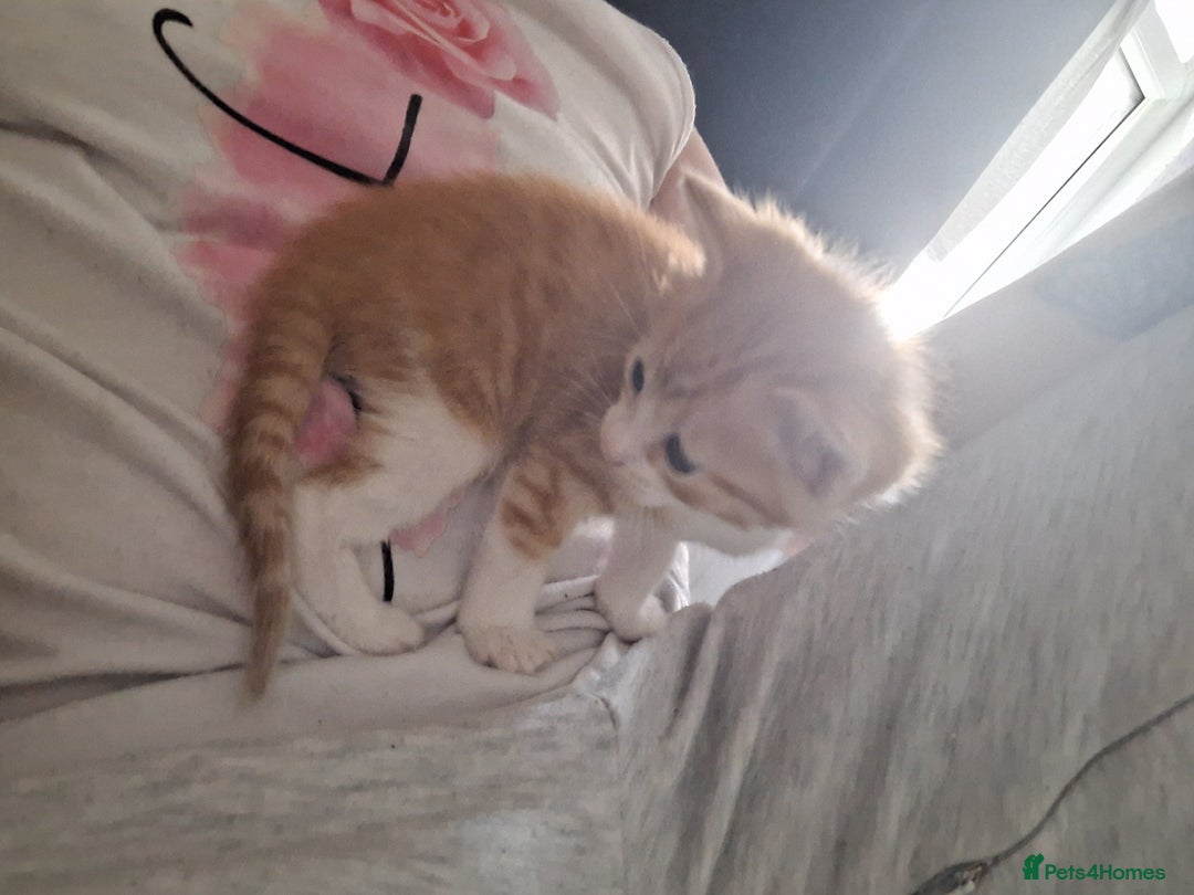 Mixed Breed cats for sale: Kittens ready for forever home - Image 9