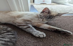 Ojos Azules cats for sale: beautiful Male Kitten - Image 12
