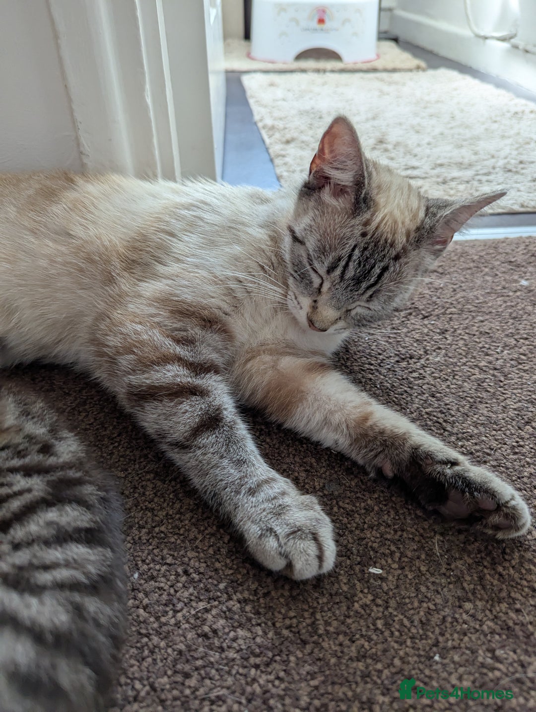 Ojos Azules cats for sale: beautiful Male Kitten - Image 12